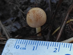Agaricales