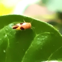 Cicadellidae