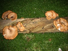 Cerioporus squamosus