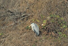 Ardea cinerea