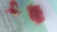 Callithamnion corymbosum