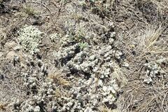 Xanthoparmelia camtschadalis