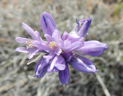 Dipterostemon capitatus