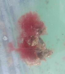 Callithamnion corymbosum