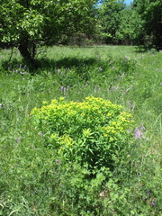 Euphorbia semivillosa
