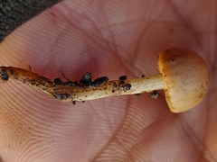 Agaricales