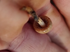 Agaricales