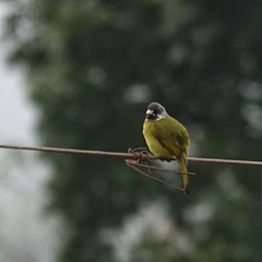 Spizixos semitorques