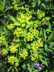 Euphorbia semivillosa