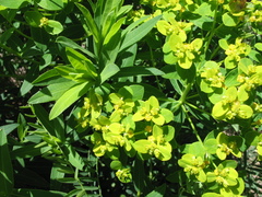 Euphorbia semivillosa
