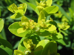 Euphorbia semivillosa