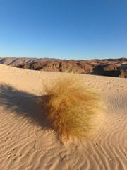 Stipagrostis ciliata