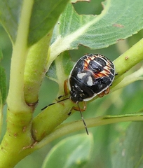 Podisus placidus
