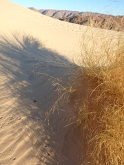 Stipagrostis ciliata