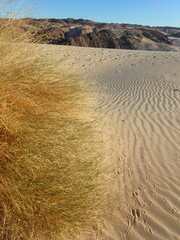 Stipagrostis ciliata