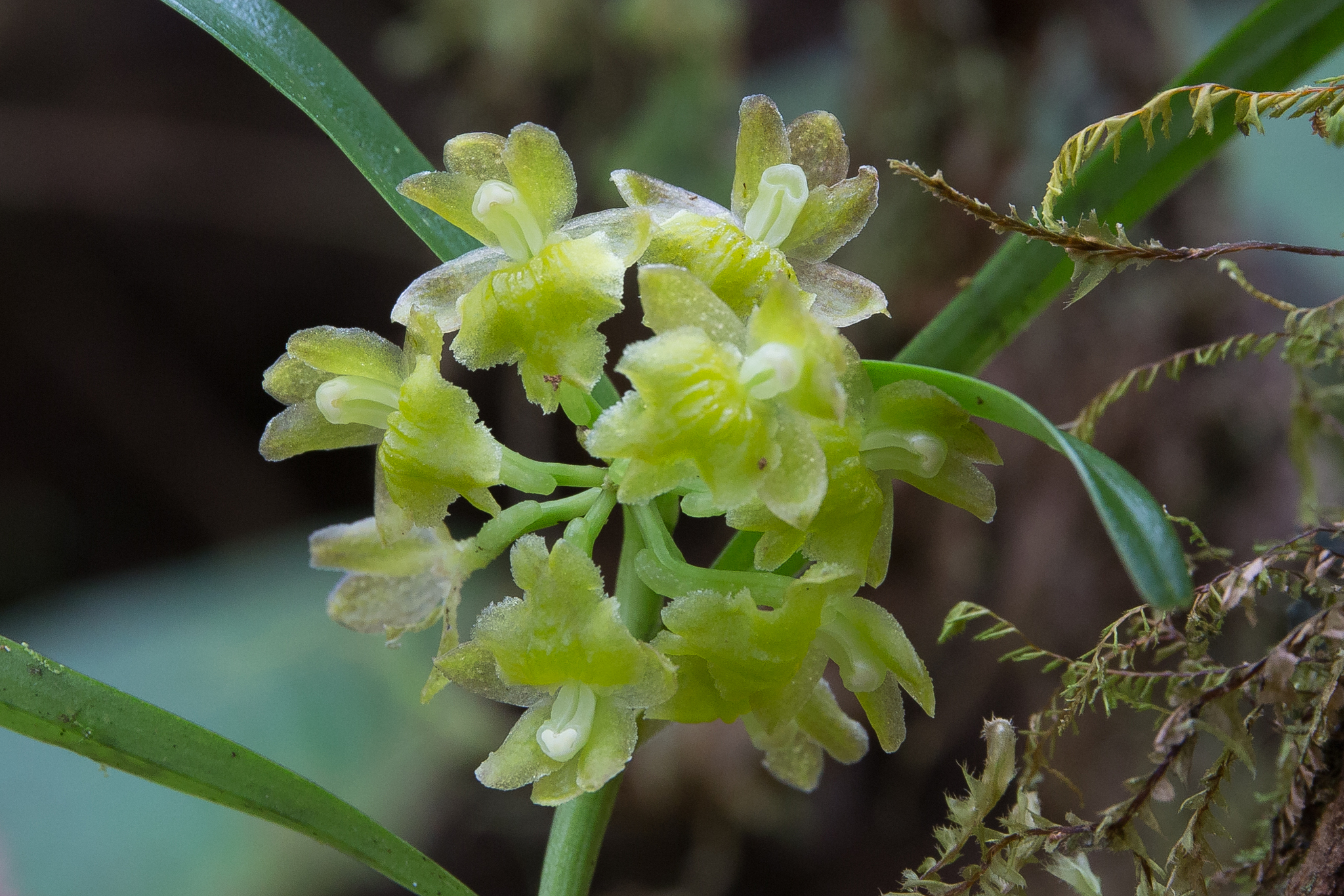 Epidendrum microdiothoneum Hágsater & Dodson