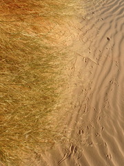 Stipagrostis ciliata