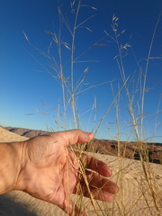 Stipagrostis ciliata
