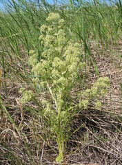 Trinia multicaulis