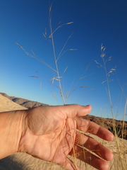 Stipagrostis ciliata