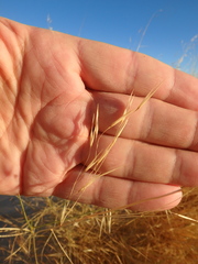 Stipagrostis ciliata