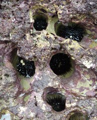 Echinometra vanbrunti