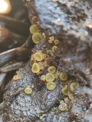Ascomycota