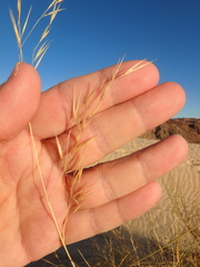 Stipagrostis ciliata