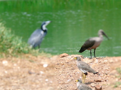 Vanellus senegallus lateralis