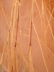 Stipagrostis ciliata