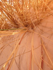 Stipagrostis ciliata