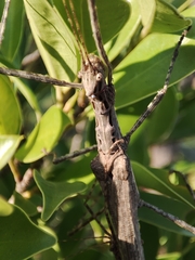 Trachythorax maculicollis