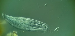 Litonotus