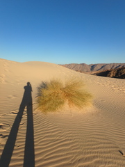 Stipagrostis ciliata