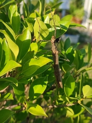 Trachythorax maculicollis