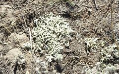 Xanthoparmelia camtschadalis