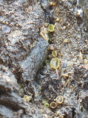 Ascomycota
