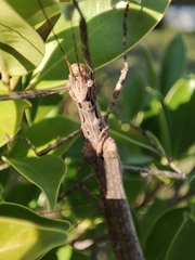 Trachythorax maculicollis