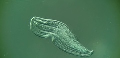 Litonotus