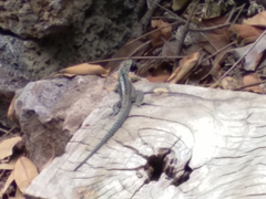 Microlophus indefatigabilis