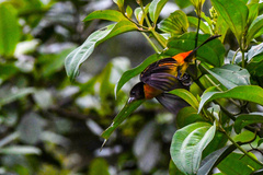 Ramphocelus flammigerus