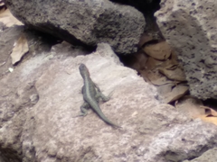 Microlophus indefatigabilis