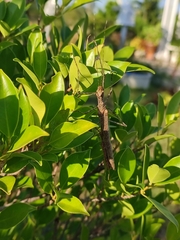 Trachythorax maculicollis