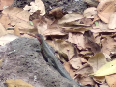 Microlophus indefatigabilis