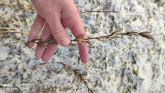 Oenothera rubricaulis
