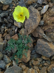Papaver olchonense