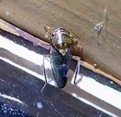Drabescus