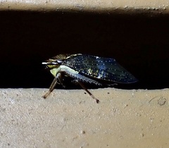 Drabescus