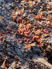 Ascomycota