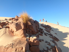 Stipagrostis ciliata